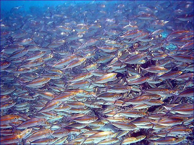 Výměna červeného masa za sledě, sardinky a ančovičky by podle studie mohla zachránit 750 000 životů